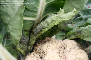 uploads/images/disease/Downy mildew of cauliflower.jpg